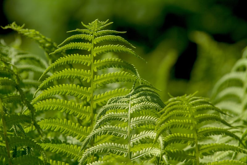 Lush Wall Garden