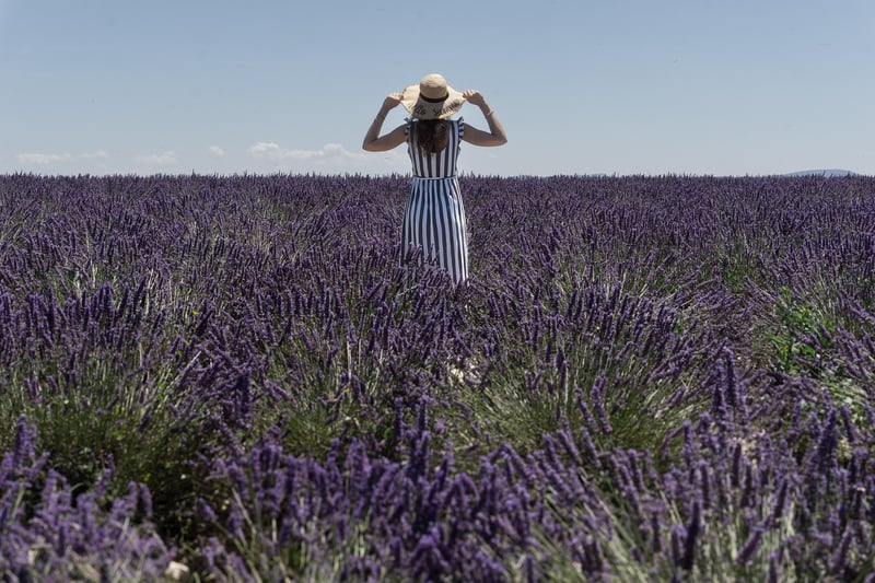 Lavender